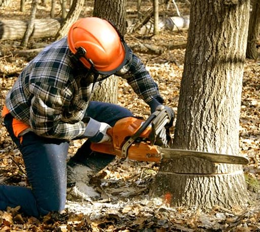 Tree Removal in Fenwick, WV